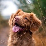 Brown dog with tongue out