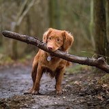 Brown dog carrying a stick